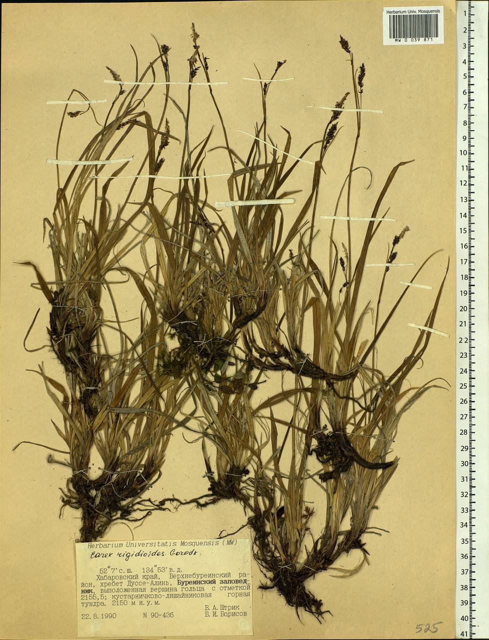 Carex rigidioides (Gorodkov) V.I.Krecz., Siberia, Russian Far East (S6) (Russia)