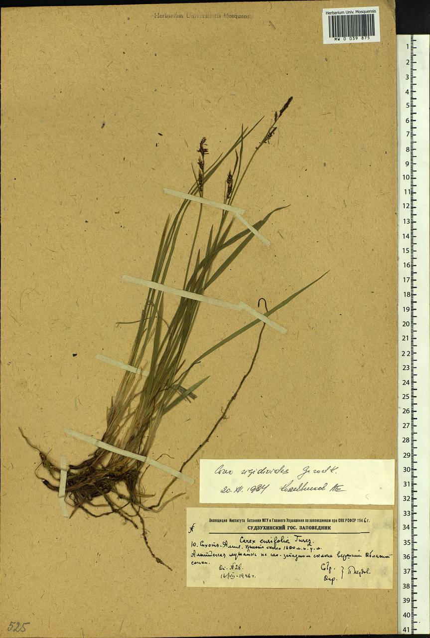 Carex rigidioides (Gorodkov) V.I.Krecz., Siberia, Russian Far East (S6) (Russia)