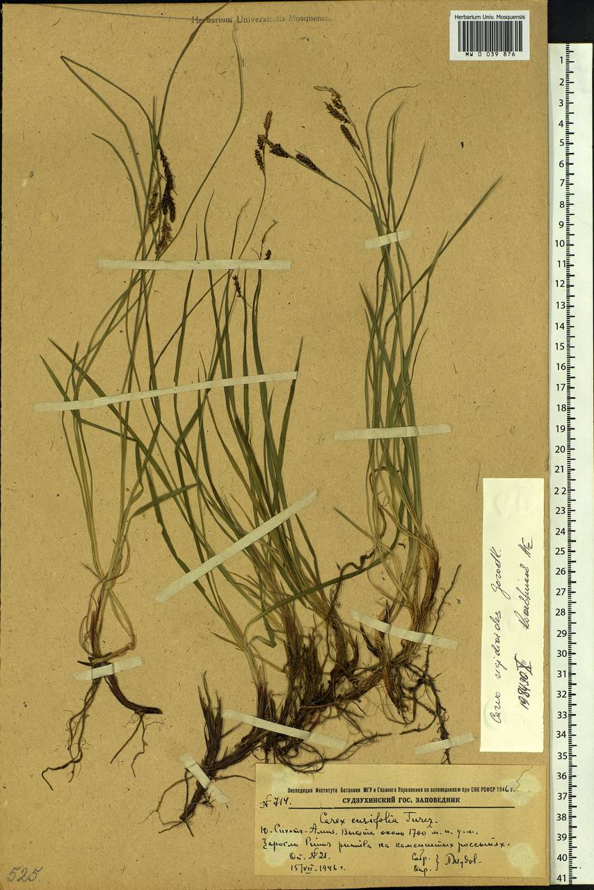 Carex rigidioides (Gorodkov) V.I.Krecz., Siberia, Russian Far East (S6) (Russia)