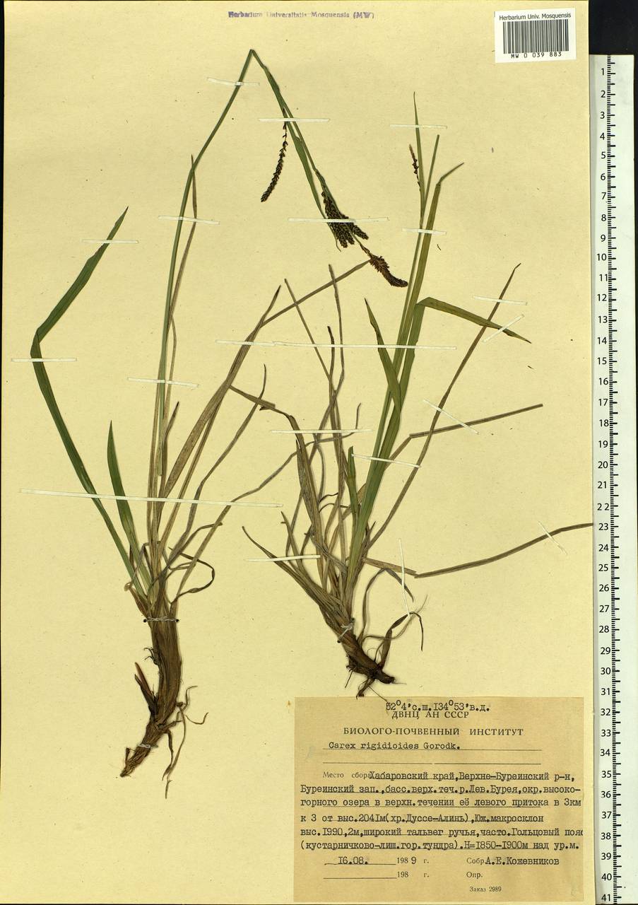 Carex rigidioides (Gorodkov) V.I.Krecz., Siberia, Russian Far East (S6) (Russia)