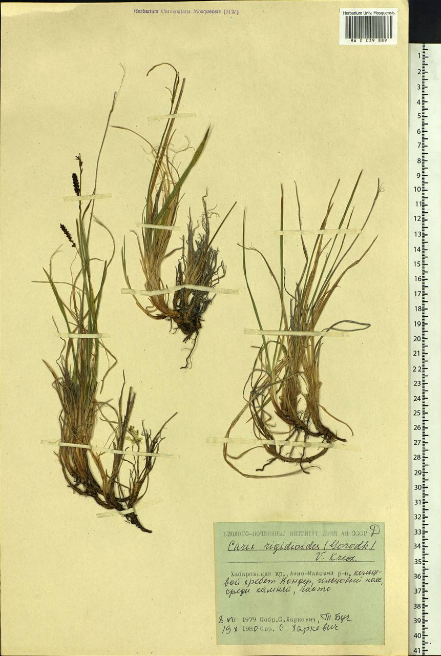 Carex rigidioides (Gorodkov) V.I.Krecz., Siberia, Russian Far East (S6) (Russia)