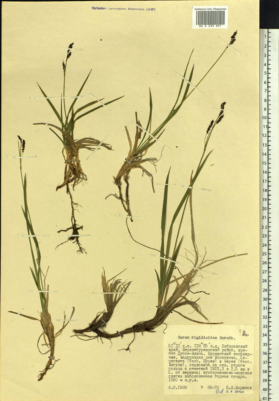 Carex rigidioides (Gorodkov) V.I.Krecz., Siberia, Russian Far East (S6) (Russia)