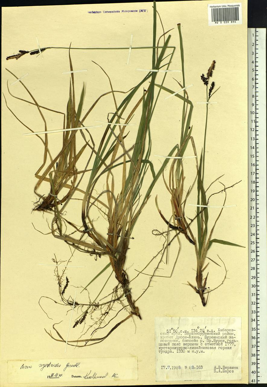 Carex rigidioides (Gorodkov) V.I.Krecz., Siberia, Russian Far East (S6) (Russia)