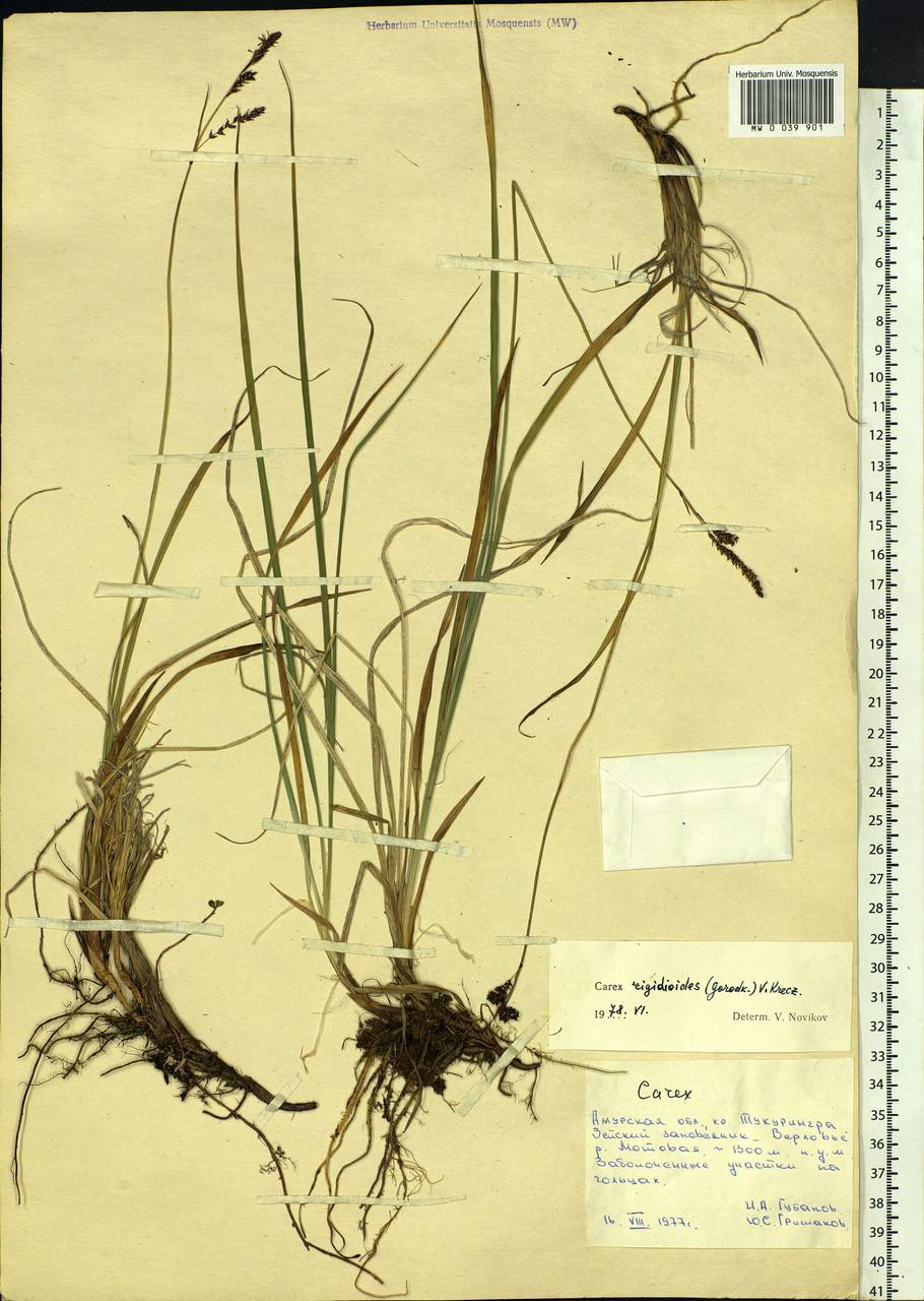 Carex rigidioides (Gorodkov) V.I.Krecz., Siberia, Russian Far East (S6) (Russia)