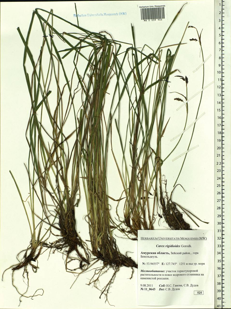 Carex rigidioides (Gorodkov) V.I.Krecz., Siberia, Russian Far East (S6) (Russia)