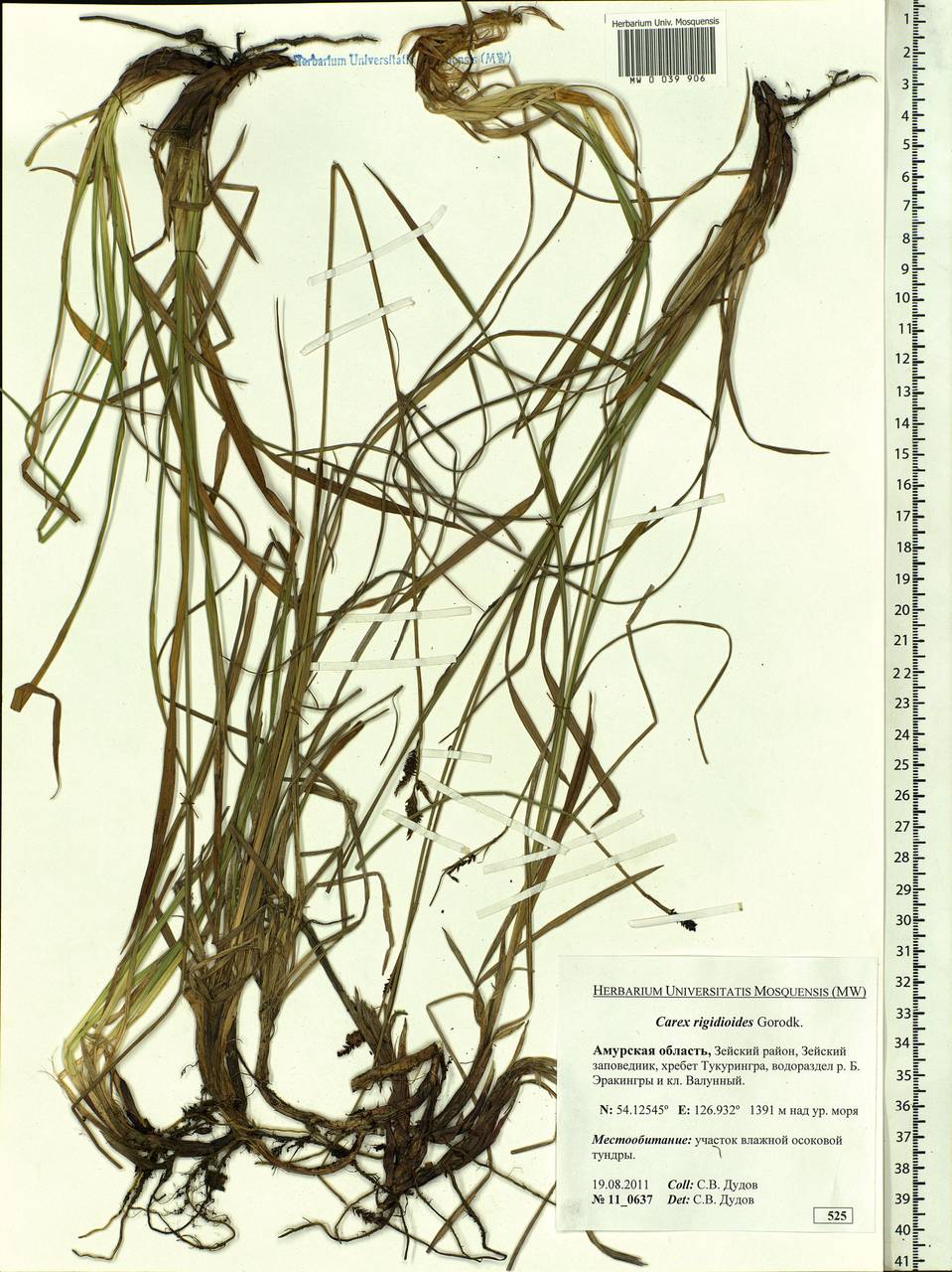 Carex rigidioides (Gorodkov) V.I.Krecz., Siberia, Russian Far East (S6) (Russia)