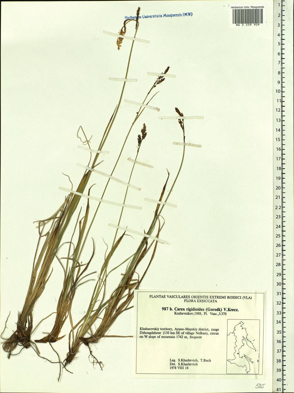 Carex rigidioides (Gorodkov) V.I.Krecz., Siberia, Russian Far East (S6) (Russia)