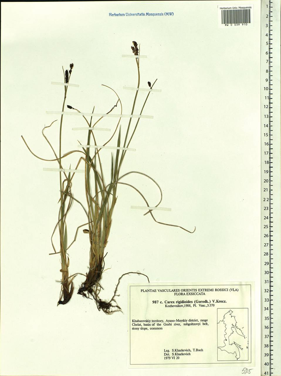 Carex rigidioides (Gorodkov) V.I.Krecz., Siberia, Russian Far East (S6) (Russia)