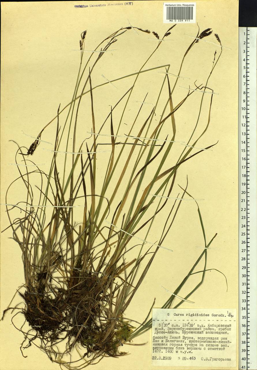 Carex rigidioides (Gorodkov) V.I.Krecz., Siberia, Russian Far East (S6) (Russia)