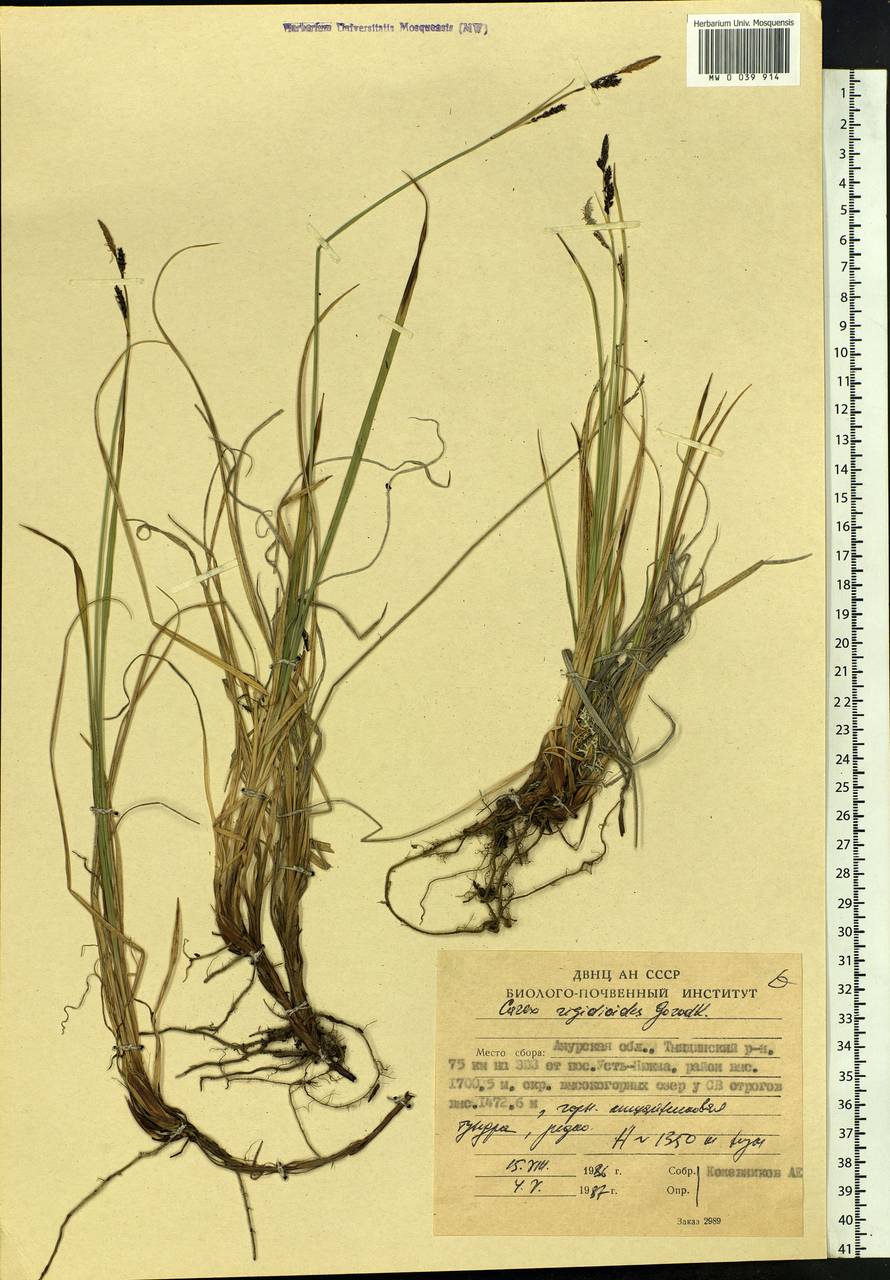 Carex rigidioides (Gorodkov) V.I.Krecz., Siberia, Russian Far East (S6) (Russia)