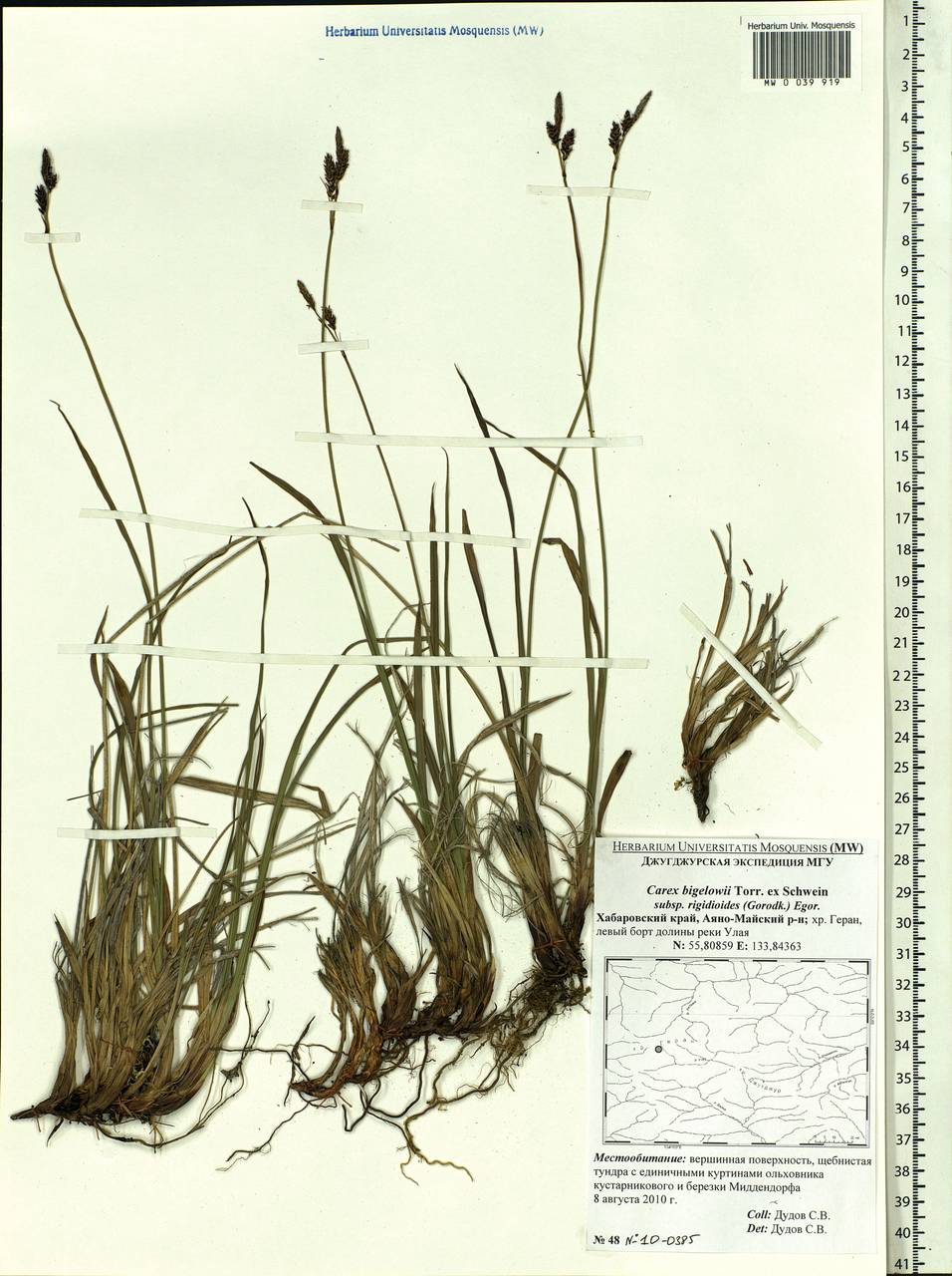 Carex rigidioides (Gorodkov) V.I.Krecz., Siberia, Russian Far East (S6) (Russia)