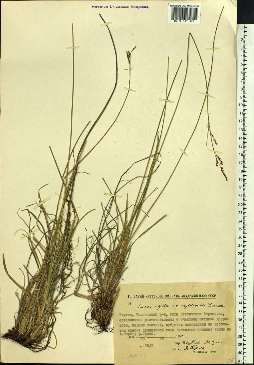 Carex rigidioides (Gorodkov) V.I.Krecz., Siberia, Yakutia (S5) (Russia)