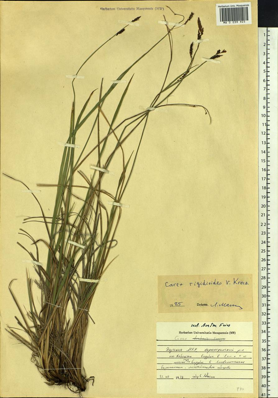Carex rigidioides (Gorodkov) V.I.Krecz., Siberia, Yakutia (S5) (Russia)