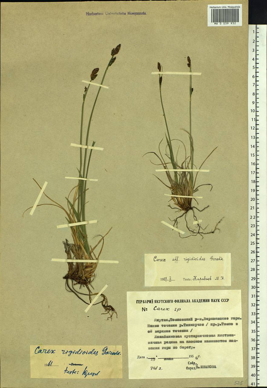 Carex rigidioides (Gorodkov) V.I.Krecz., Siberia, Yakutia (S5) (Russia)