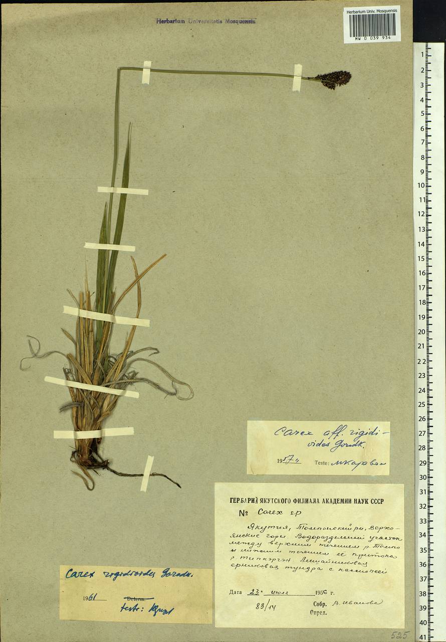 Carex rigidioides (Gorodkov) V.I.Krecz., Siberia, Yakutia (S5) (Russia)