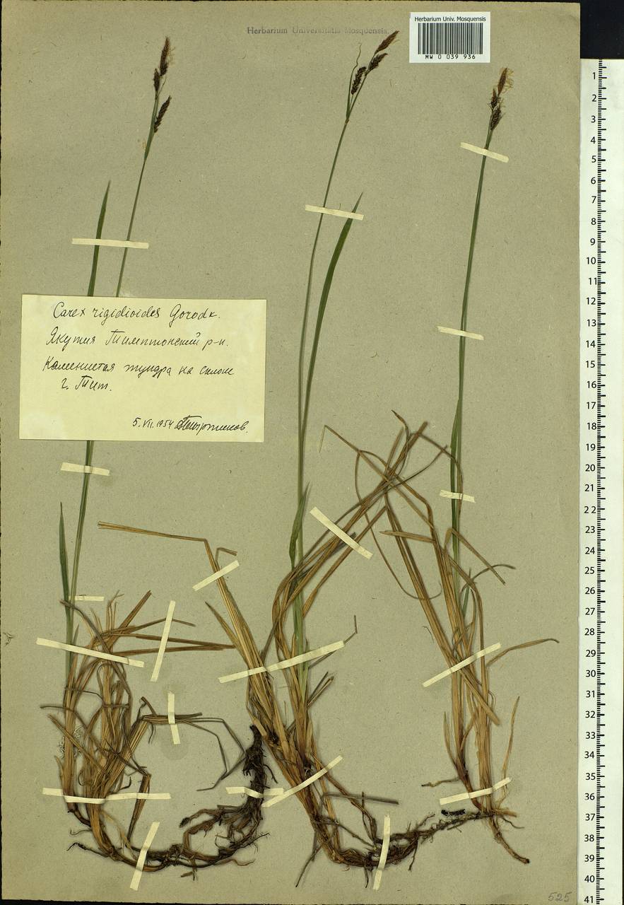 Carex rigidioides (Gorodkov) V.I.Krecz., Siberia, Yakutia (S5) (Russia)