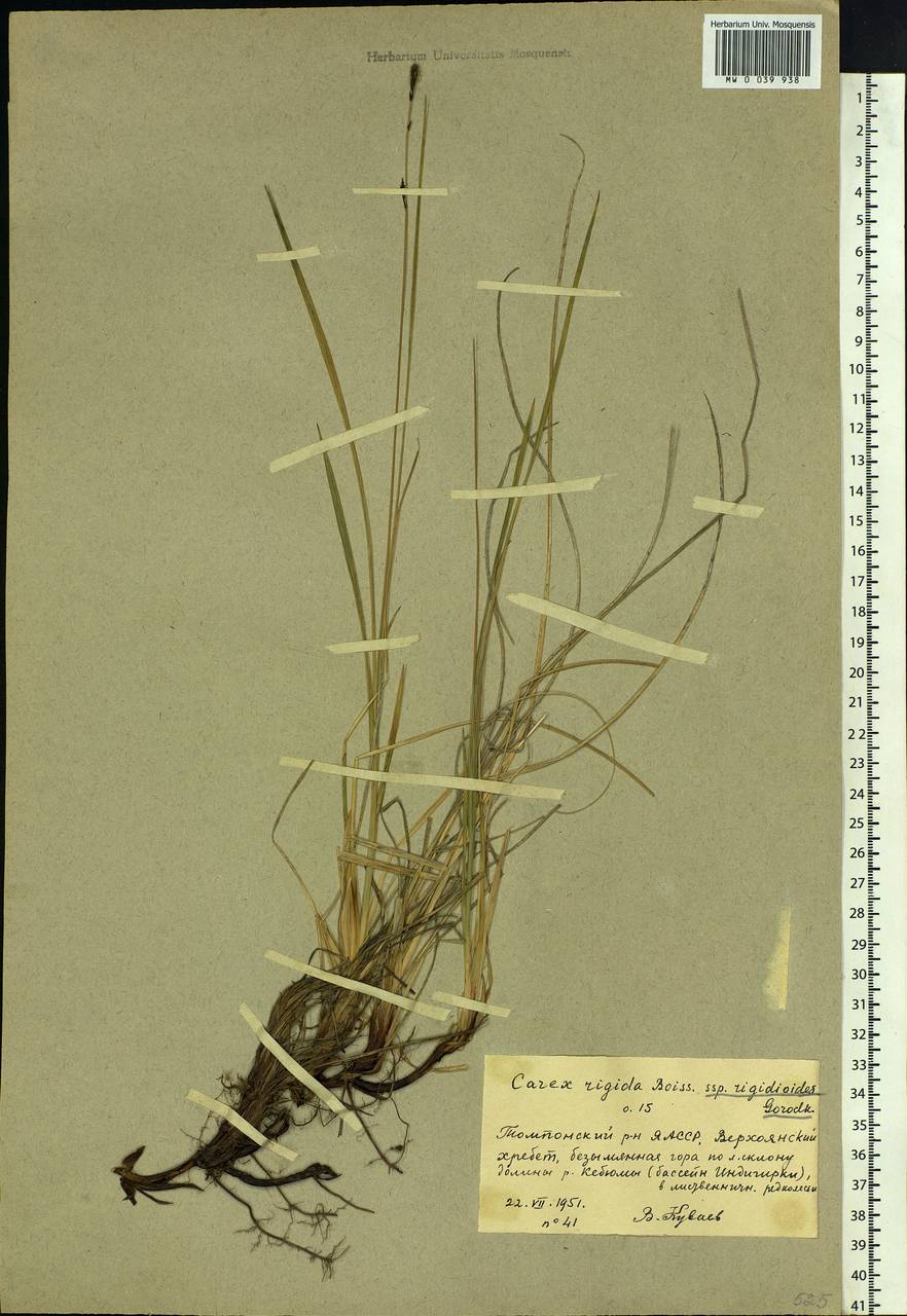 Carex rigidioides (Gorodkov) V.I.Krecz., Siberia, Yakutia (S5) (Russia)