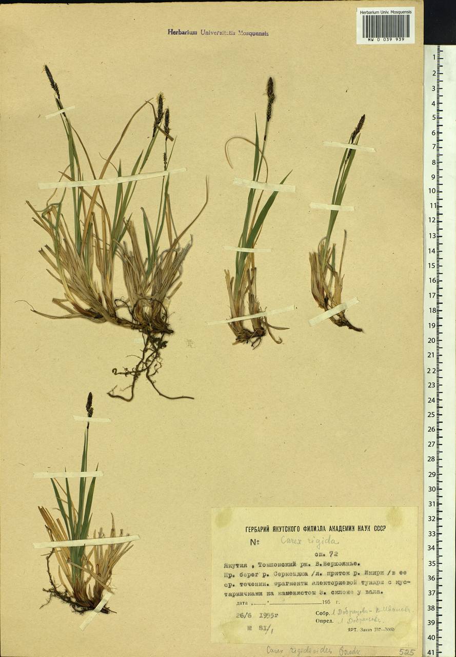 Carex rigidioides (Gorodkov) V.I.Krecz., Siberia, Yakutia (S5) (Russia)