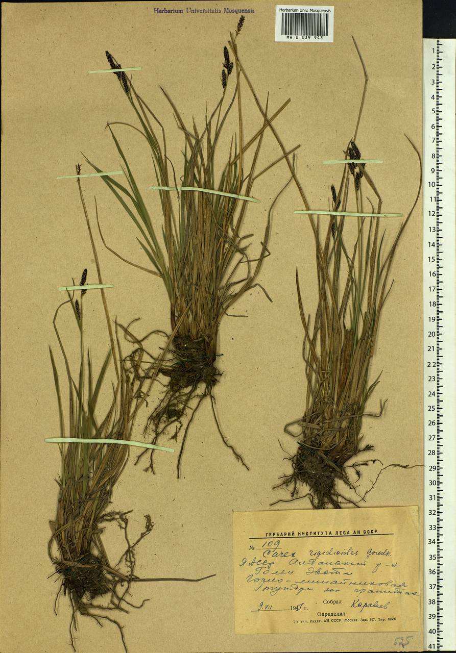 Carex rigidioides (Gorodkov) V.I.Krecz., Siberia, Yakutia (S5) (Russia)