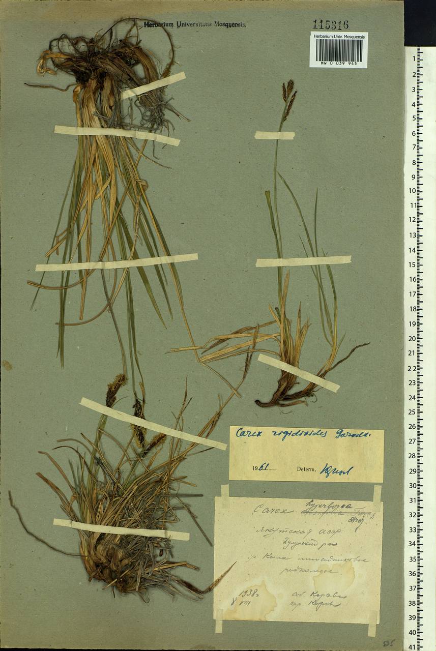 Carex rigidioides (Gorodkov) V.I.Krecz., Siberia, Yakutia (S5) (Russia)