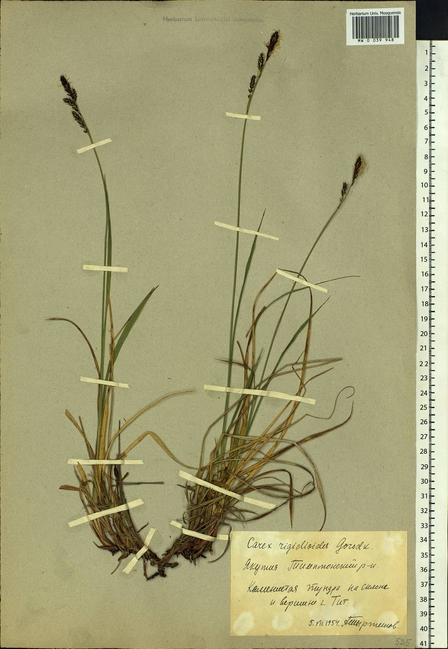 Carex rigidioides (Gorodkov) V.I.Krecz., Siberia, Yakutia (S5) (Russia)