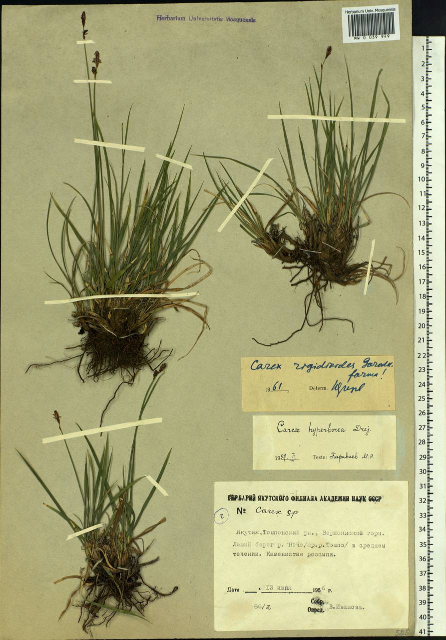 Carex rigidioides (Gorodkov) V.I.Krecz., Siberia, Yakutia (S5) (Russia)