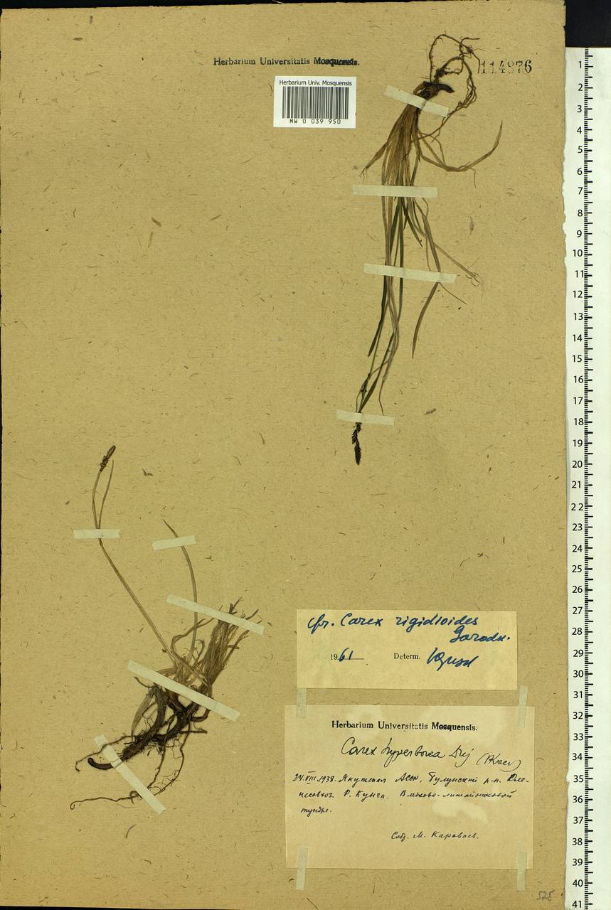 Carex rigidioides (Gorodkov) V.I.Krecz., Siberia, Yakutia (S5) (Russia)