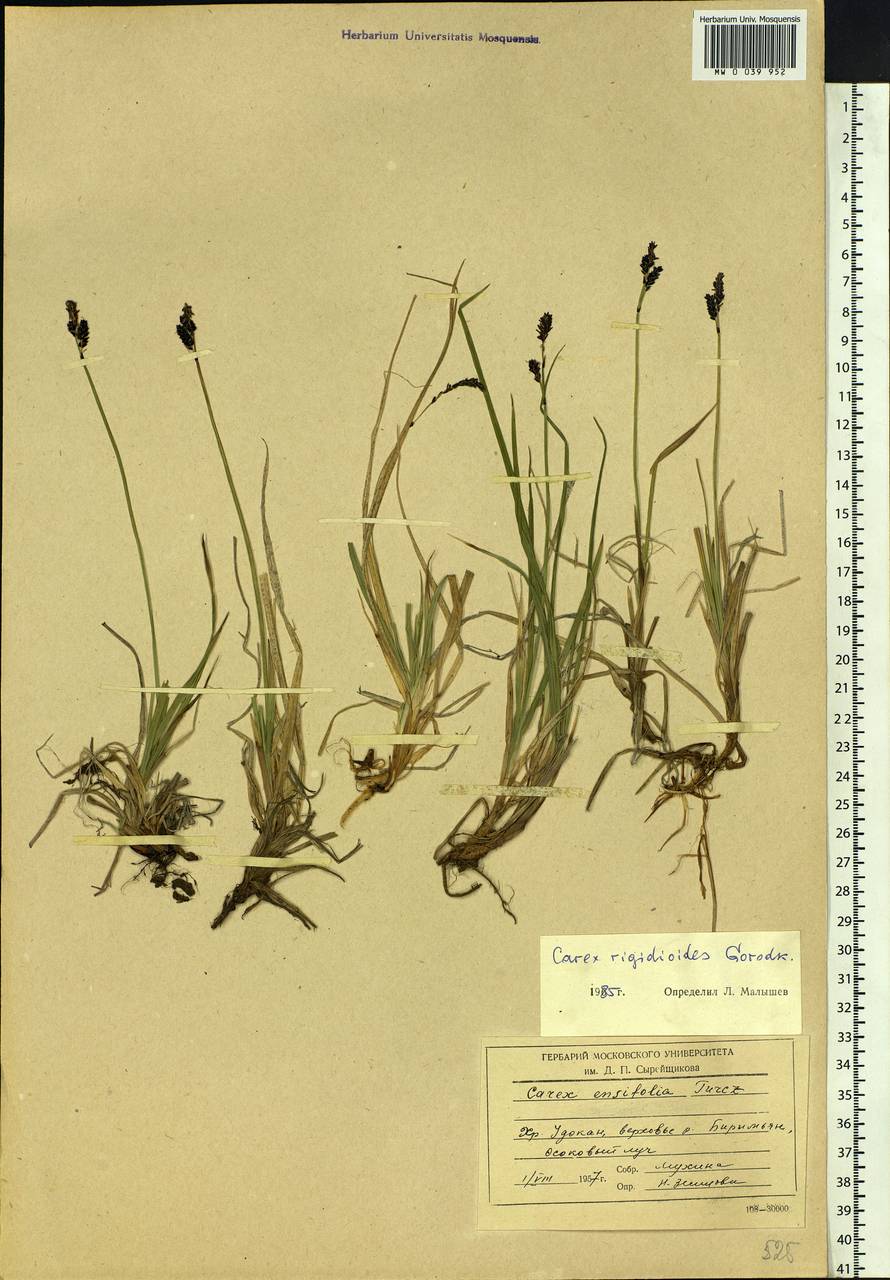 Carex rigidioides (Gorodkov) V.I.Krecz., Siberia, Baikal & Transbaikal region (S4) (Russia)