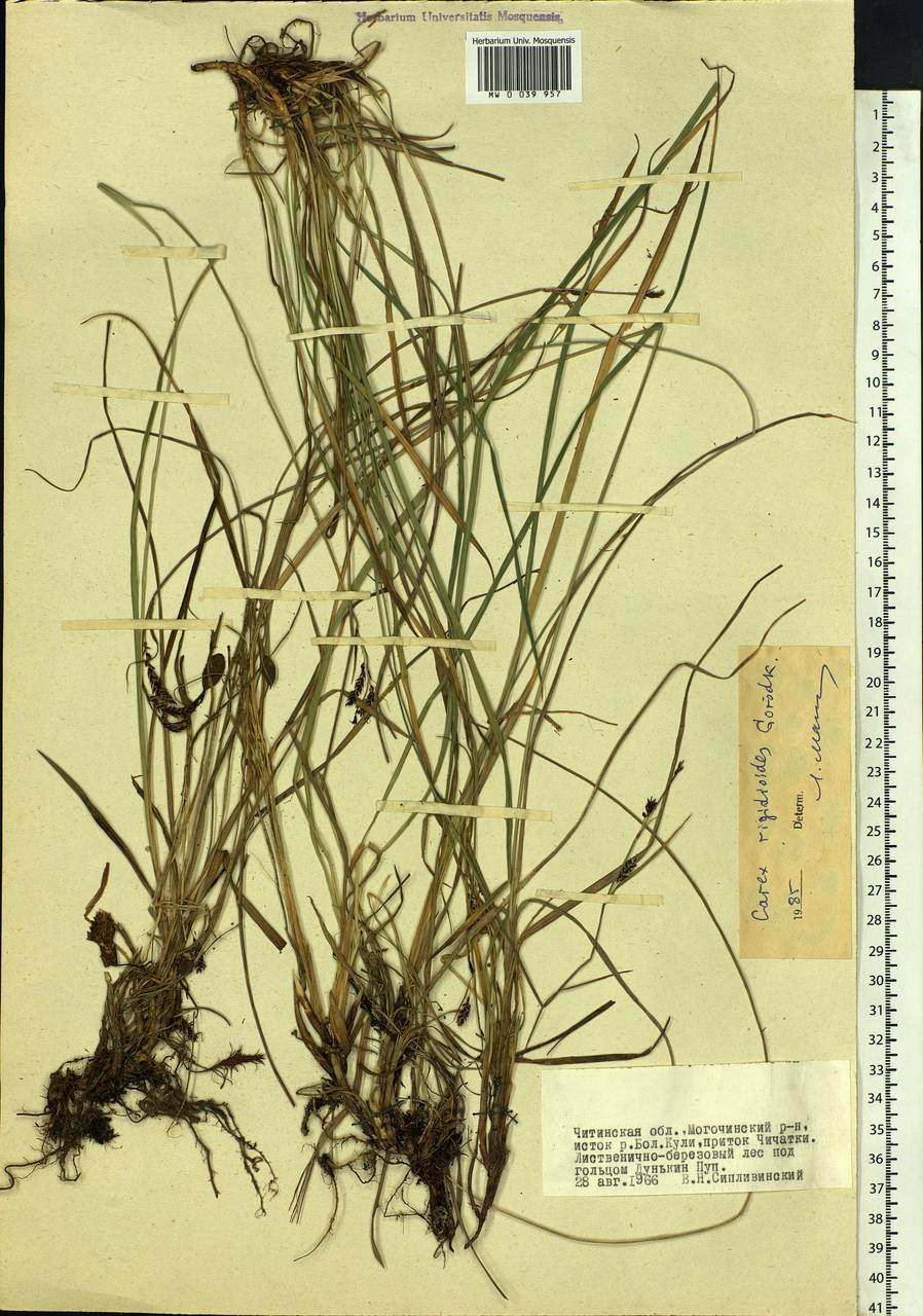 Carex rigidioides (Gorodkov) V.I.Krecz., Siberia, Baikal & Transbaikal region (S4) (Russia)