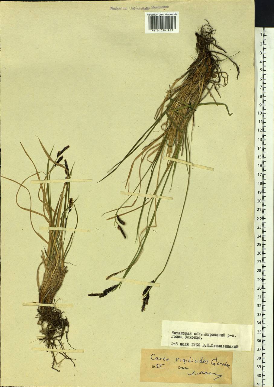 Carex rigidioides (Gorodkov) V.I.Krecz., Siberia, Baikal & Transbaikal region (S4) (Russia)