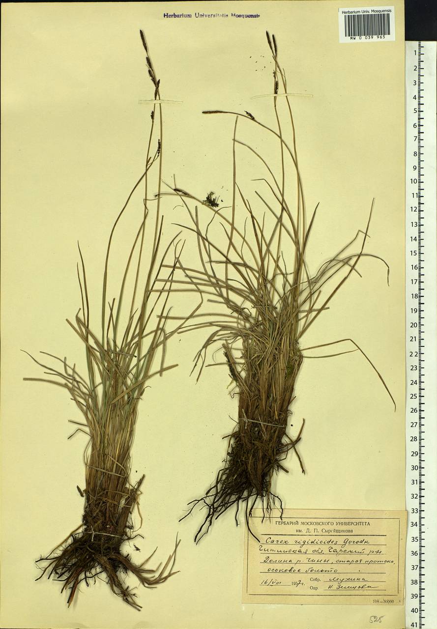 Carex rigidioides (Gorodkov) V.I.Krecz., Siberia, Baikal & Transbaikal region (S4) (Russia)