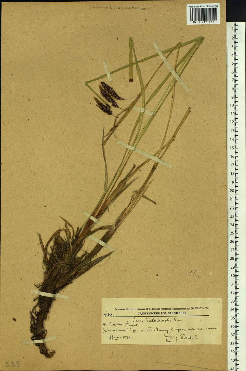 Carex lyngbyei Hornem., Siberia, Russian Far East (S6) (Russia)