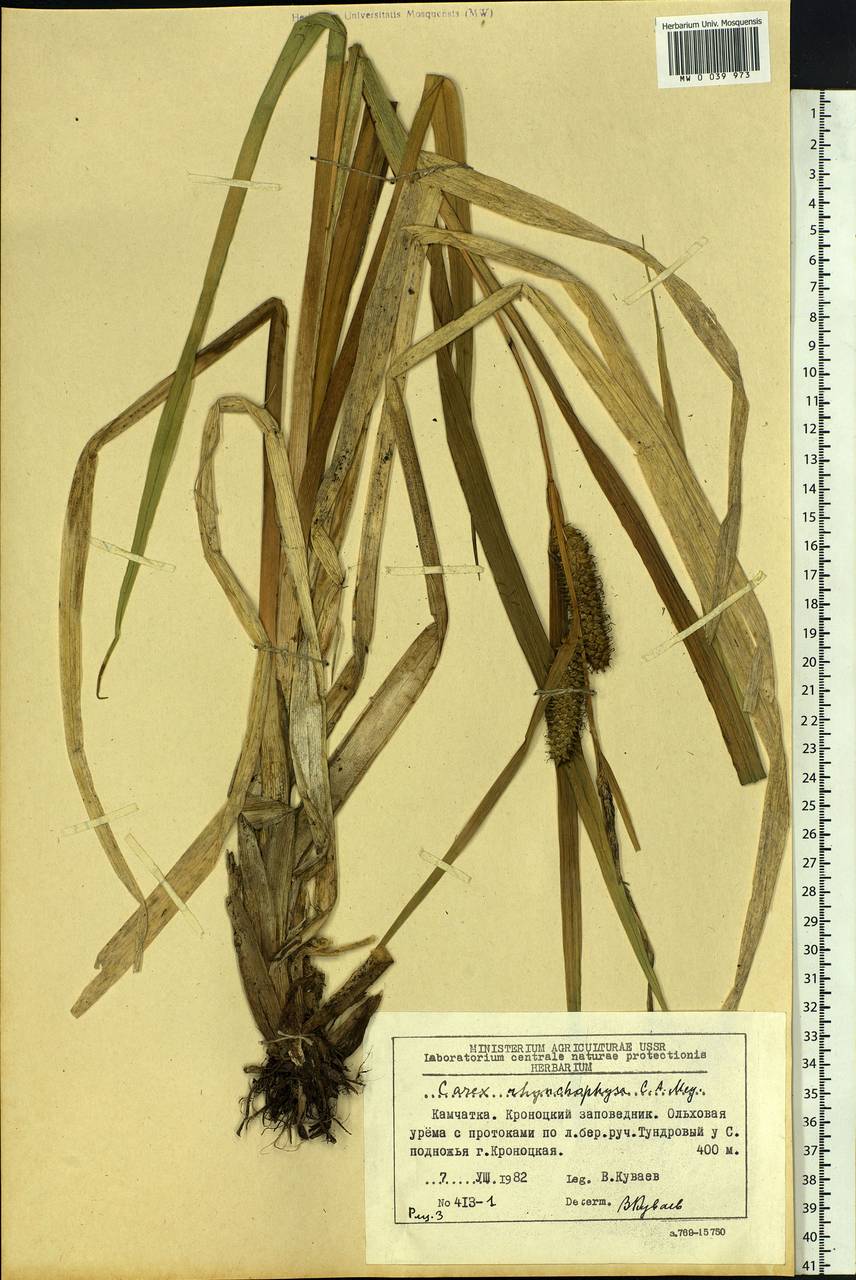 Carex utriculata Boott, Siberia, Chukotka & Kamchatka (S7) (Russia)