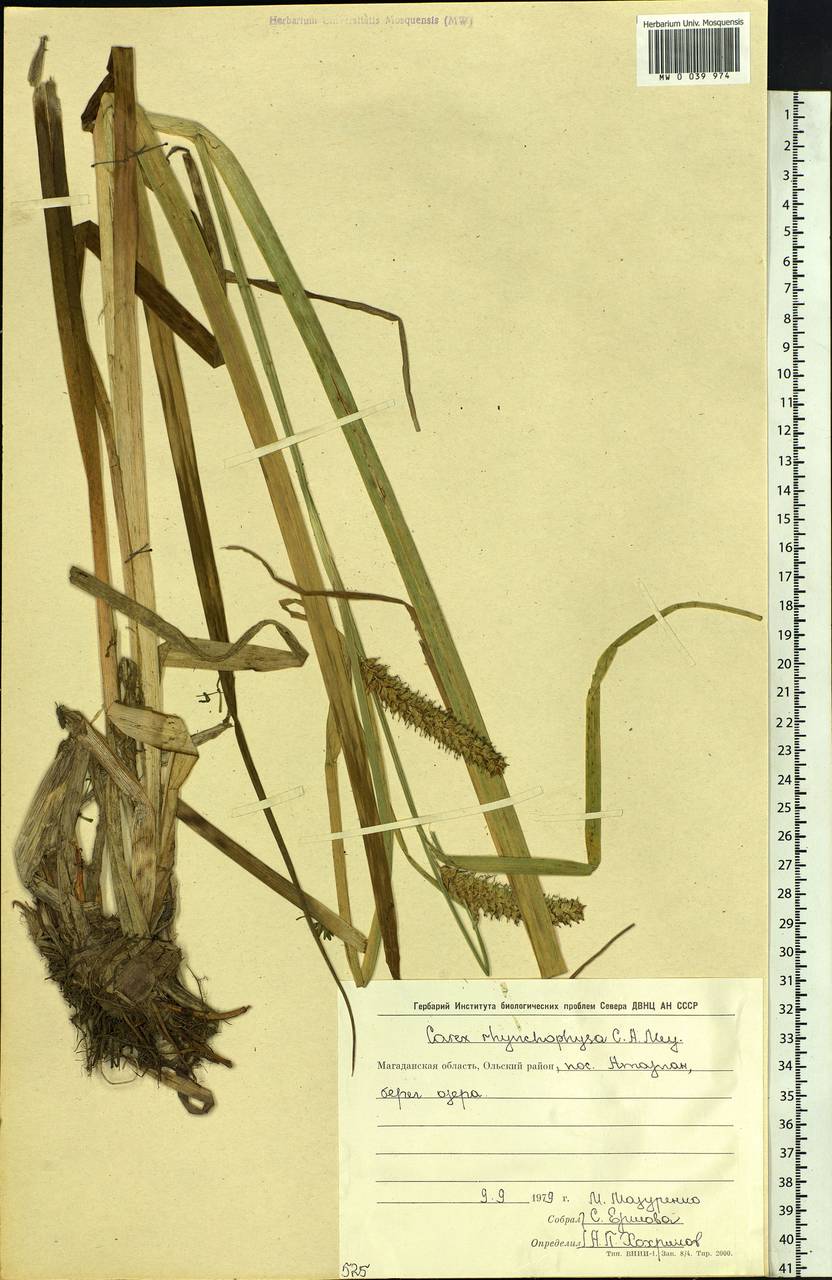 Carex utriculata Boott, Siberia, Chukotka & Kamchatka (S7) (Russia)