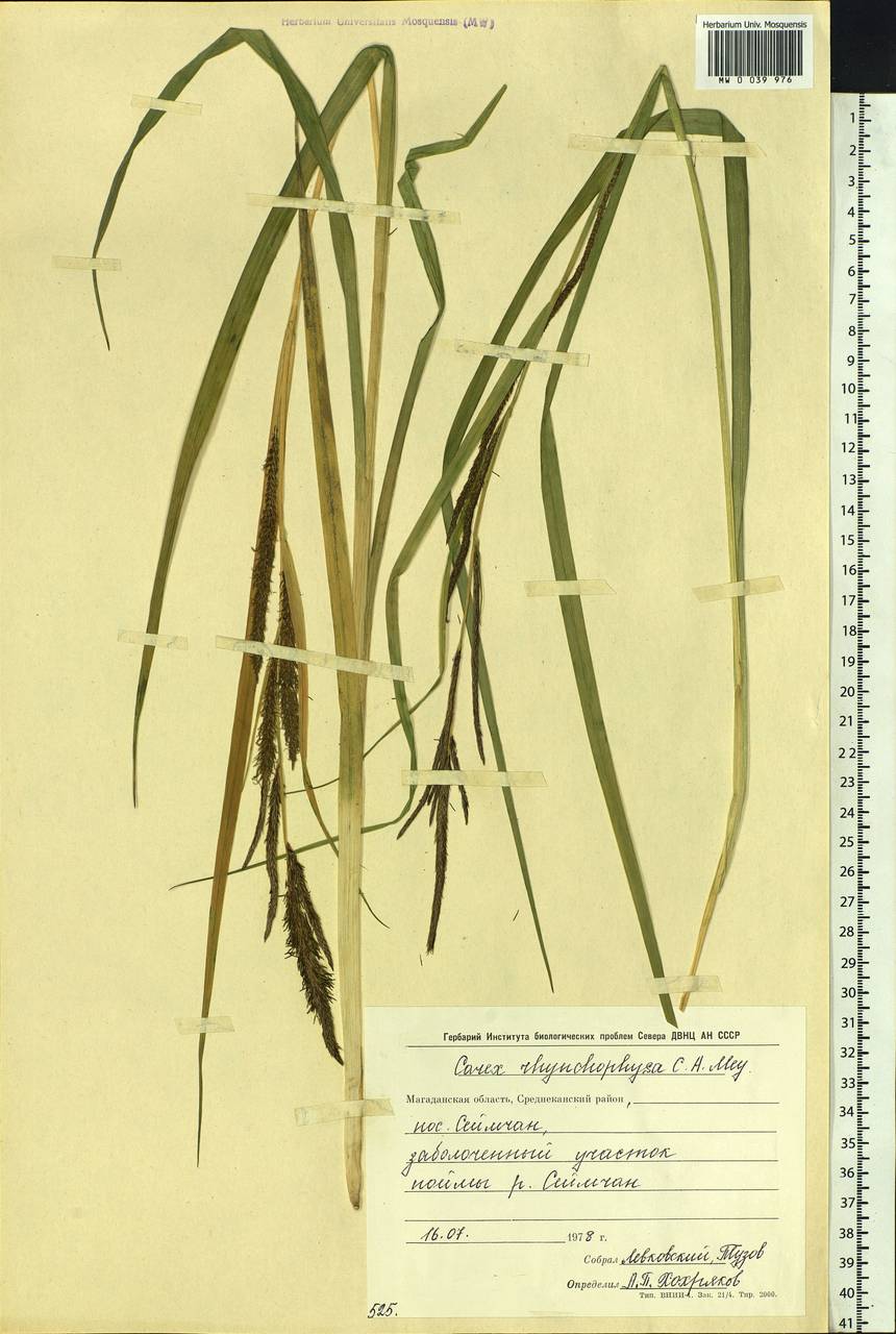 Carex utriculata Boott, Siberia, Chukotka & Kamchatka (S7) (Russia)