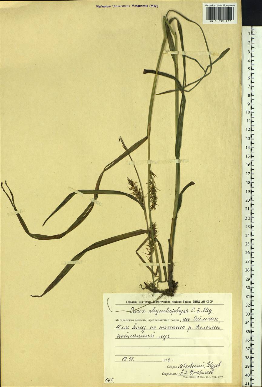 Carex utriculata Boott, Siberia, Chukotka & Kamchatka (S7) (Russia)