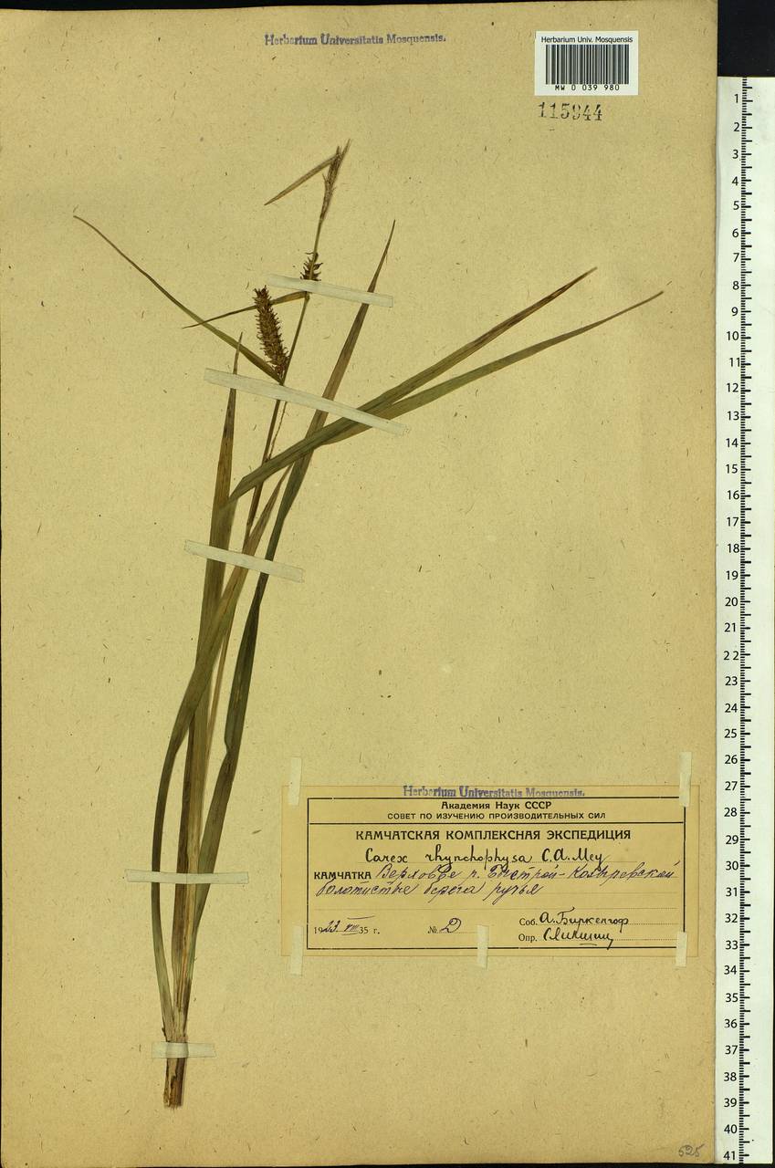 Carex utriculata Boott, Siberia, Chukotka & Kamchatka (S7) (Russia)