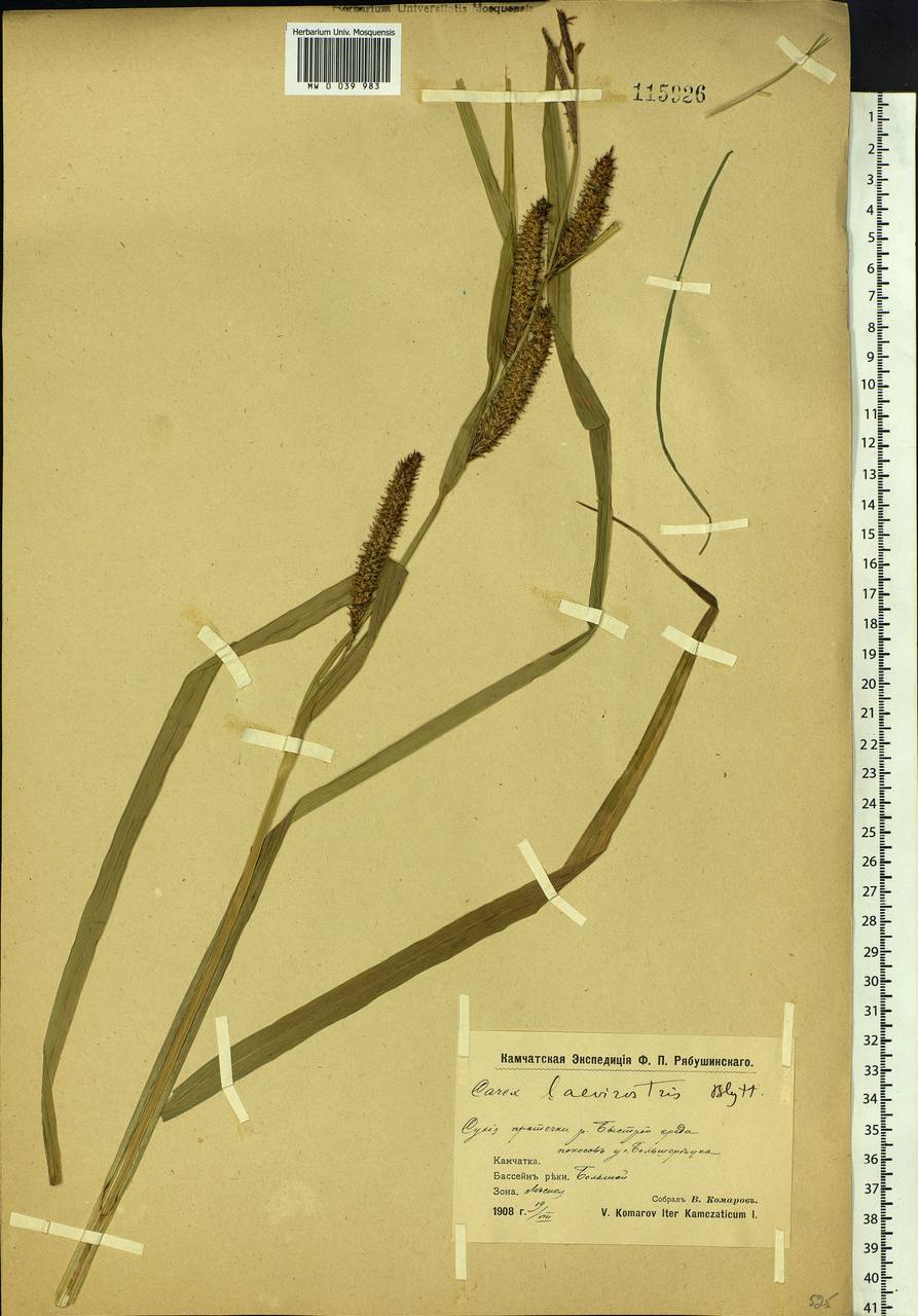 Carex utriculata Boott, Siberia, Chukotka & Kamchatka (S7) (Russia)