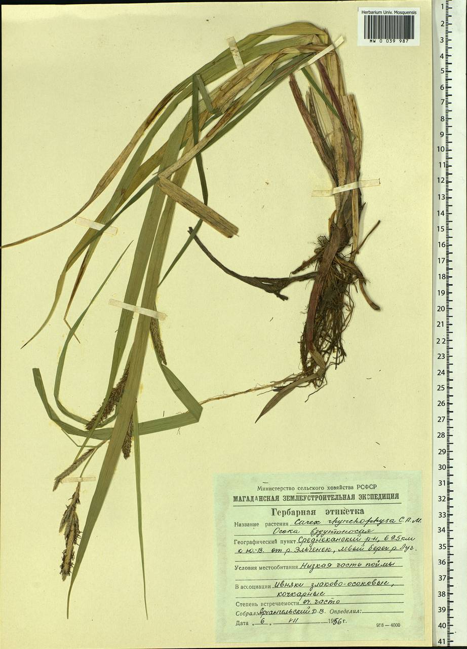 Carex utriculata Boott, Siberia, Chukotka & Kamchatka (S7) (Russia)