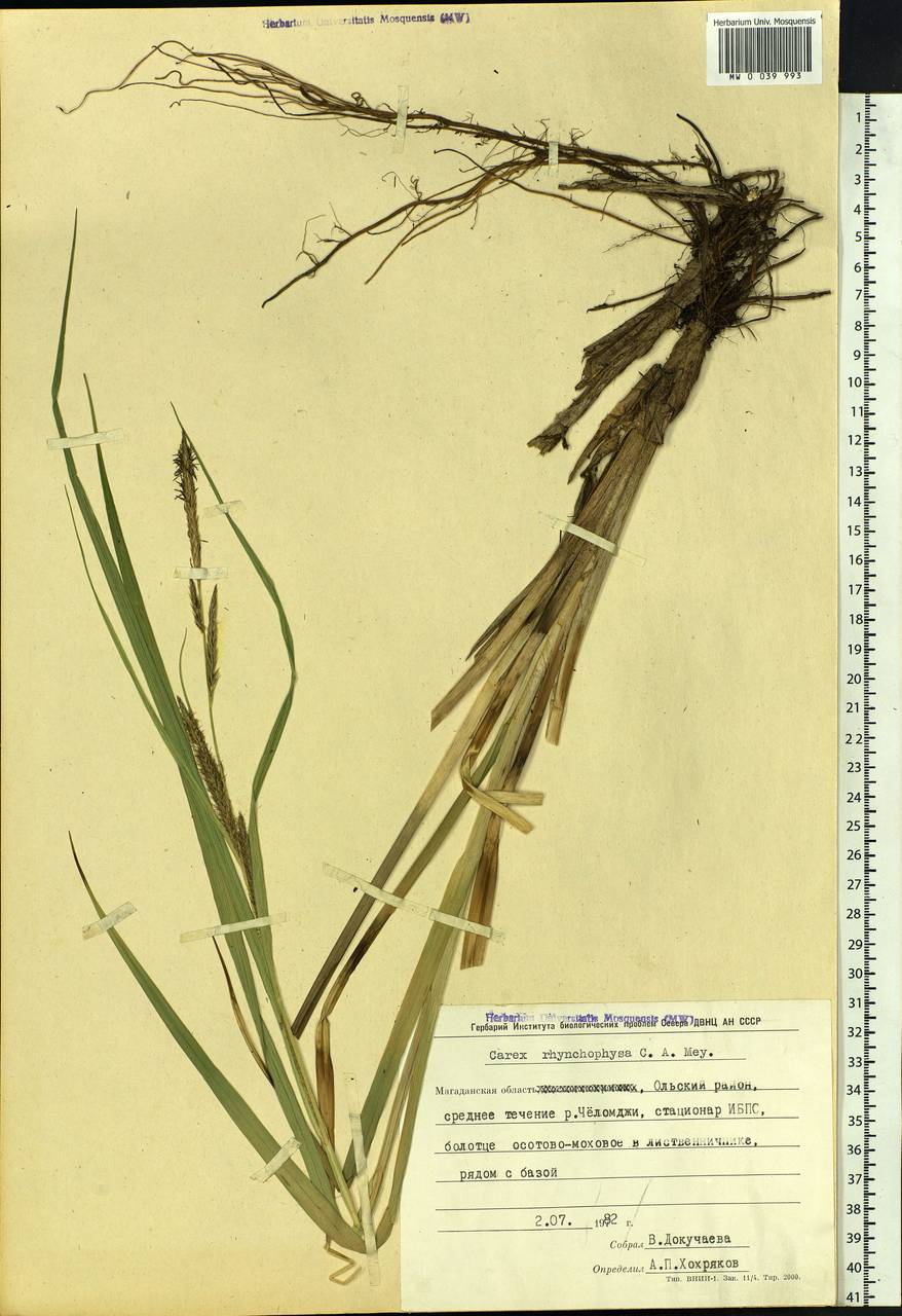 Carex utriculata Boott, Siberia, Chukotka & Kamchatka (S7) (Russia)