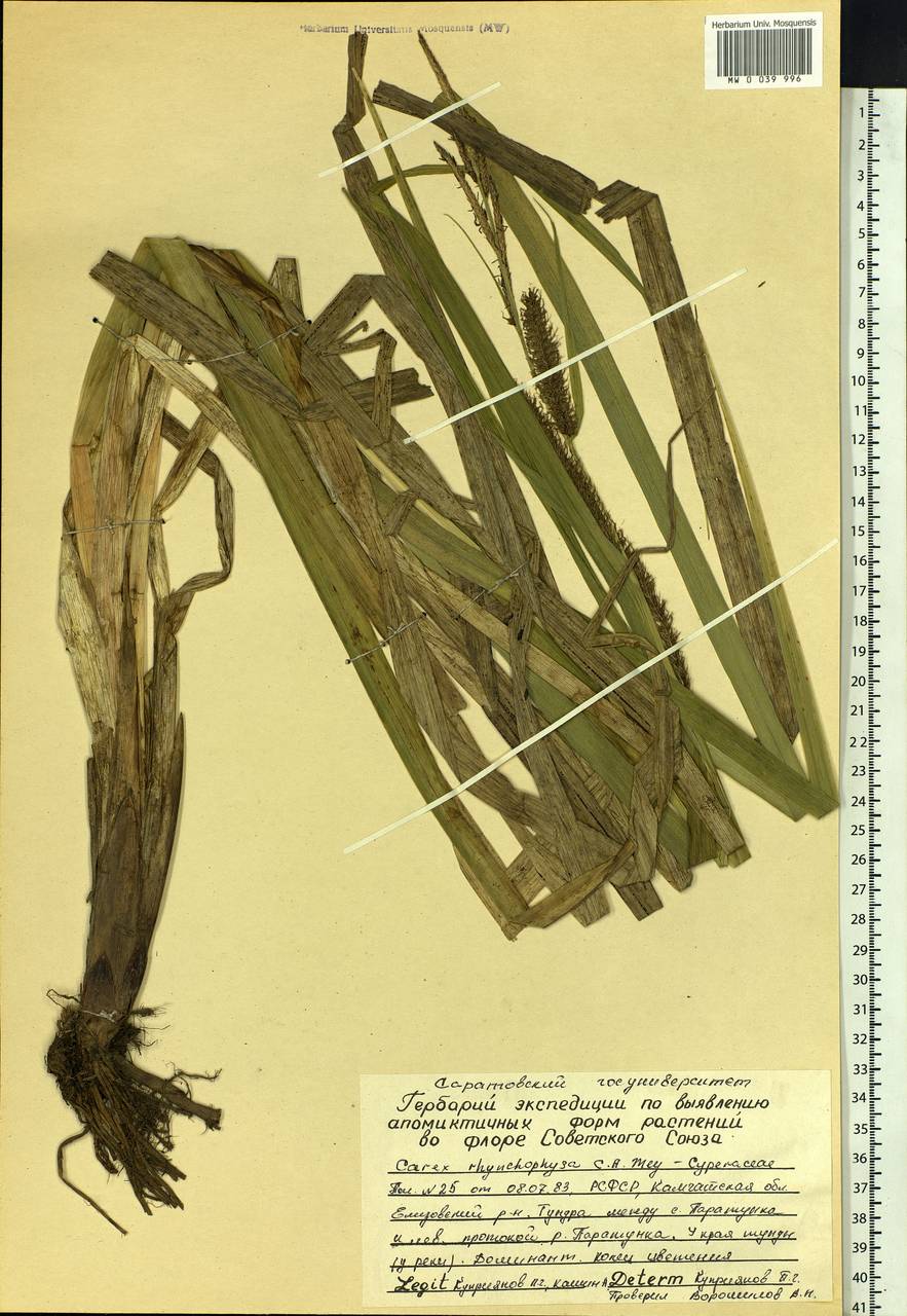 Carex utriculata Boott, Siberia, Chukotka & Kamchatka (S7) (Russia)