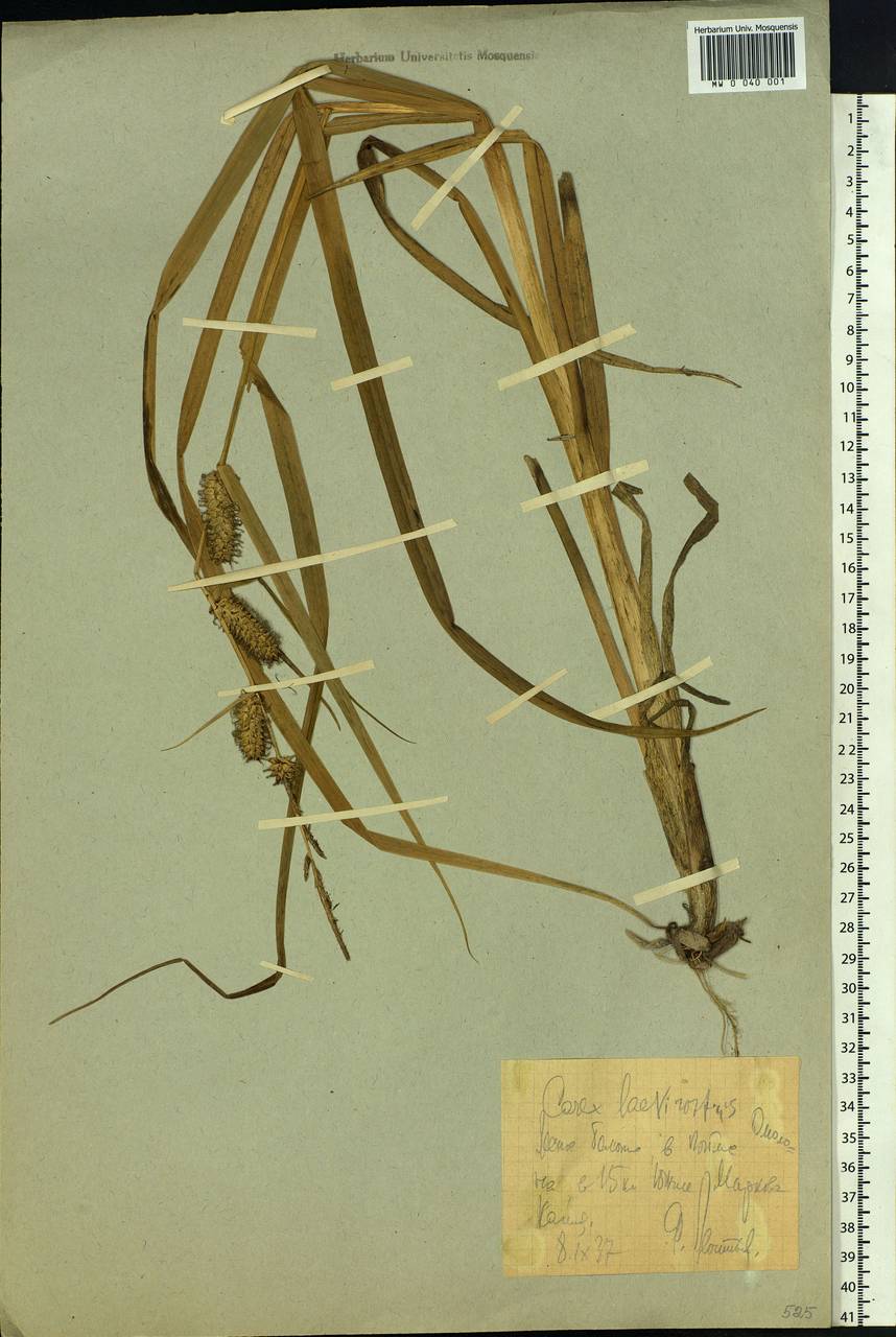 Carex utriculata Boott, Siberia, Chukotka & Kamchatka (S7) (Russia)