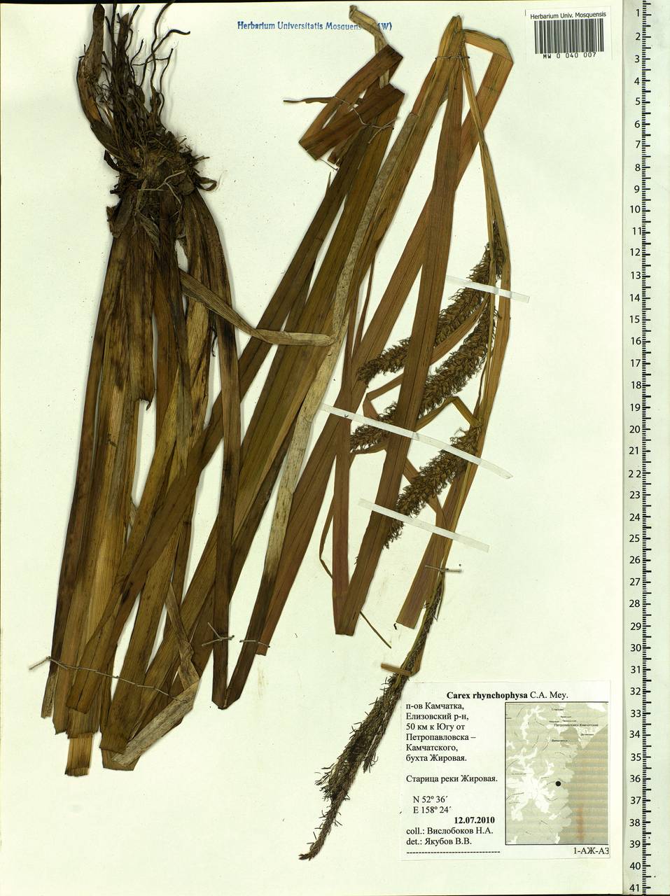 Carex utriculata Boott, Siberia, Chukotka & Kamchatka (S7) (Russia)