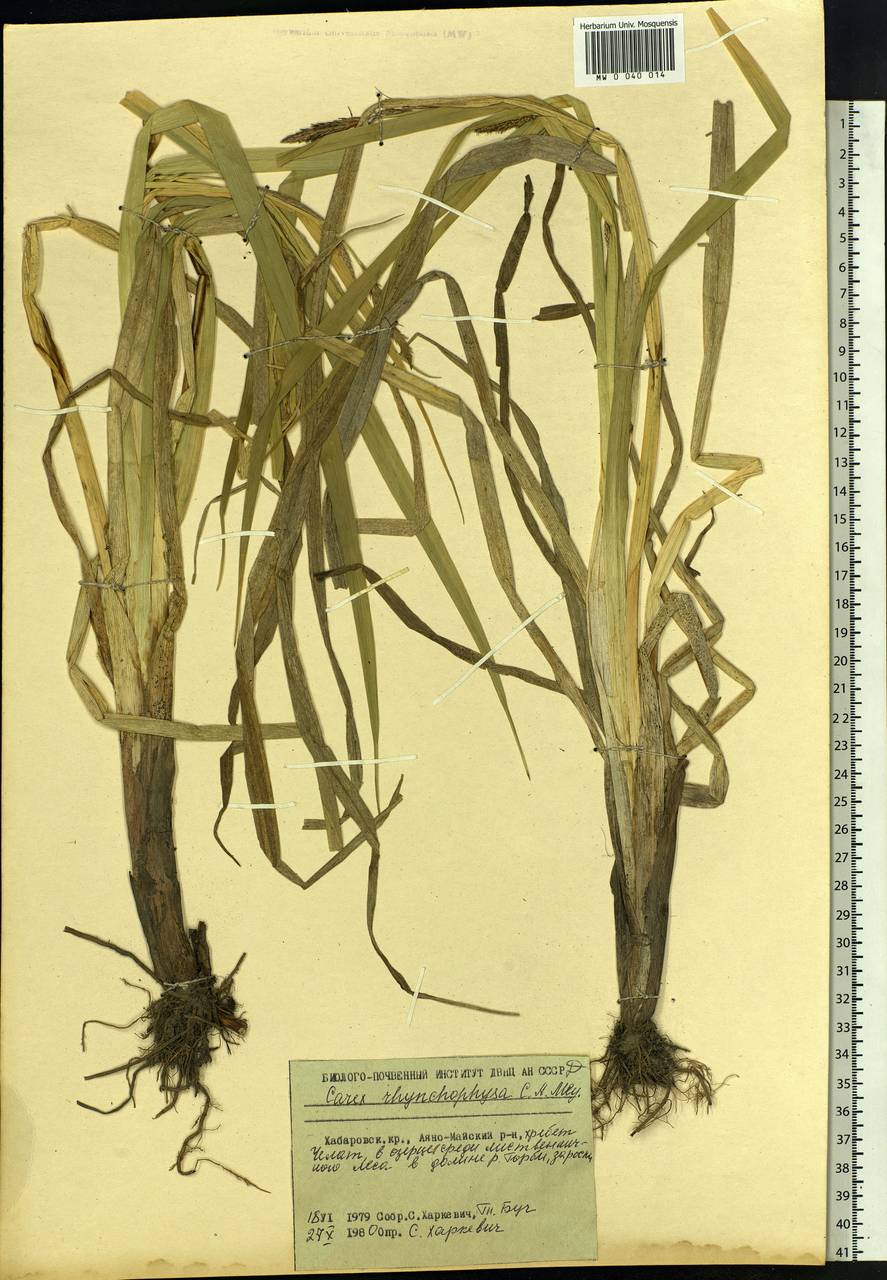 Carex utriculata Boott, Siberia, Russian Far East (S6) (Russia)