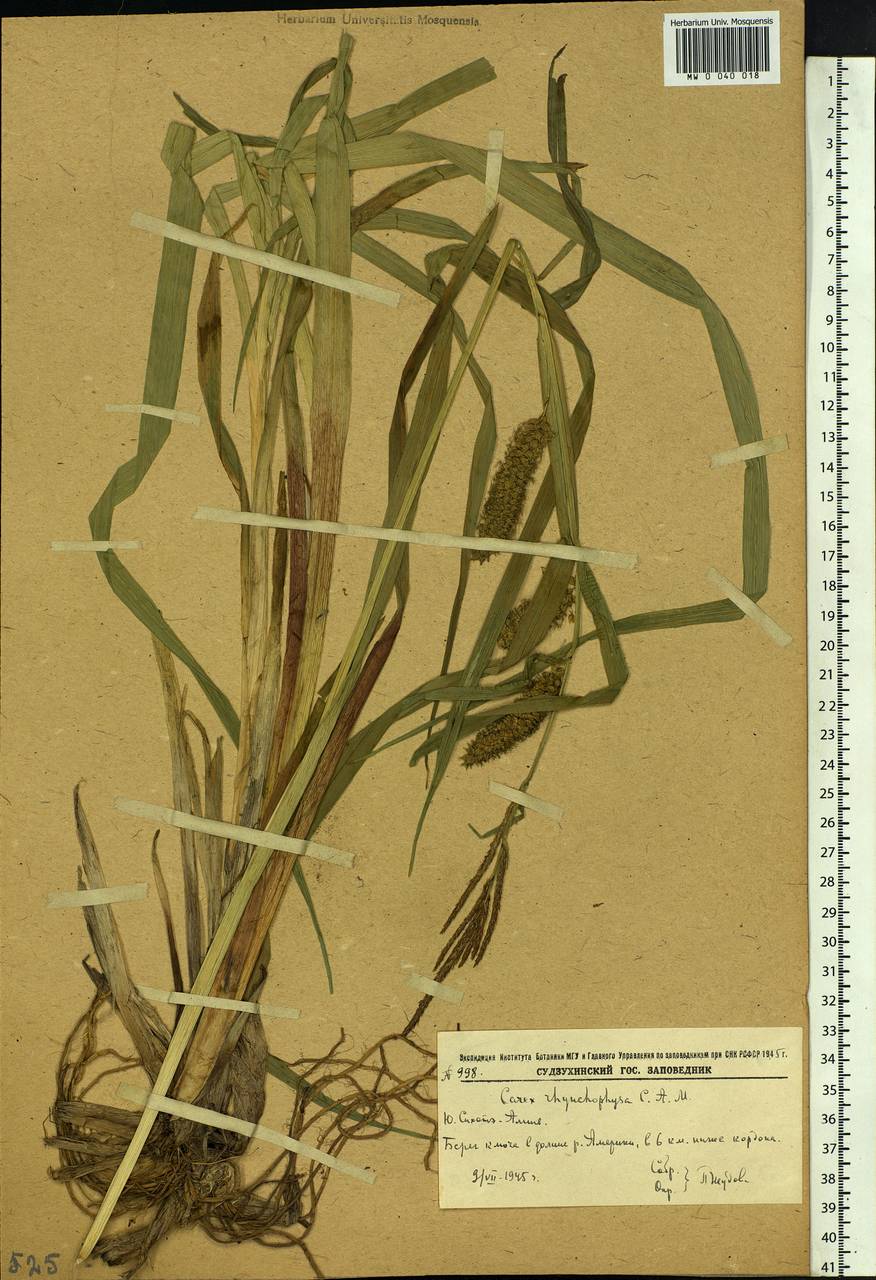 Carex utriculata Boott, Siberia, Russian Far East (S6) (Russia)