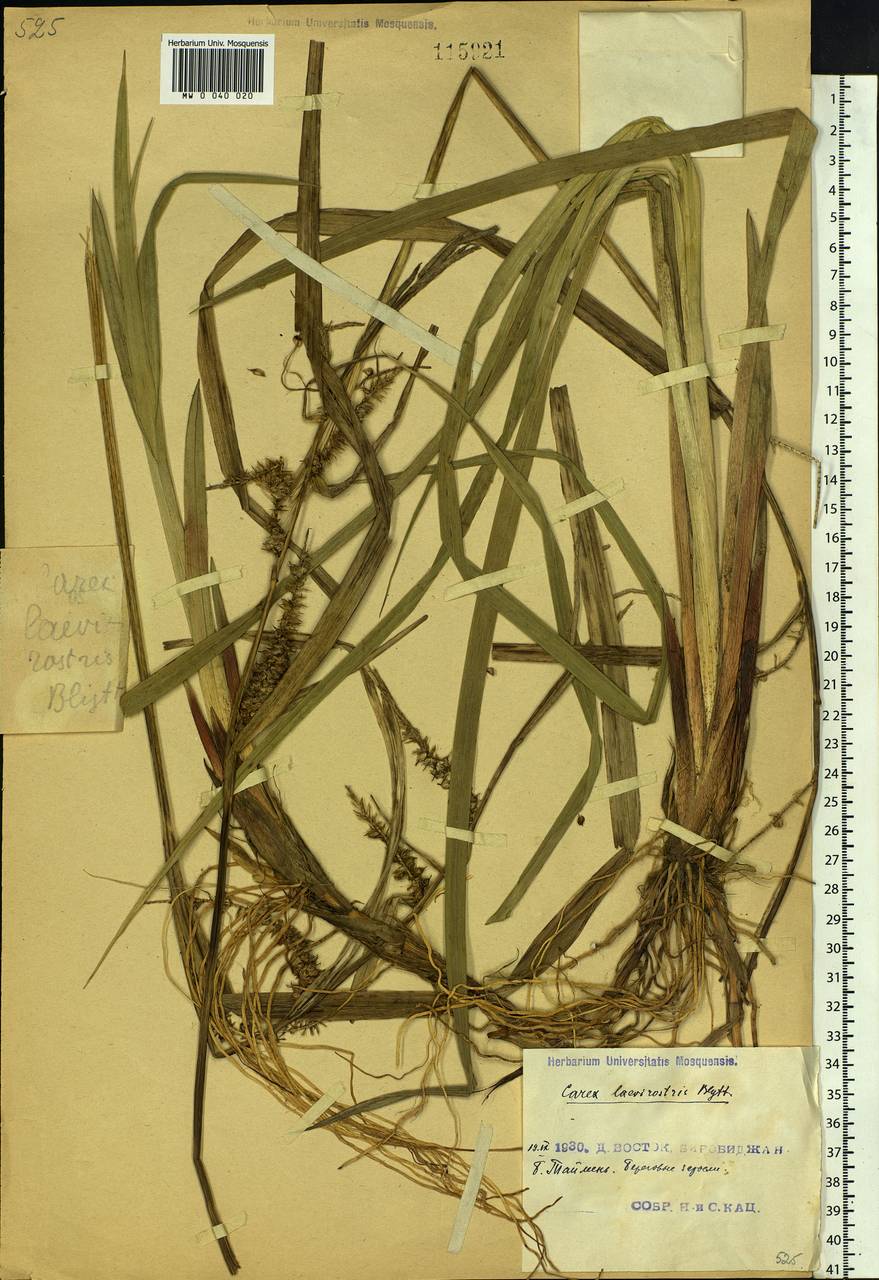 Carex utriculata Boott, Siberia, Russian Far East (S6) (Russia)