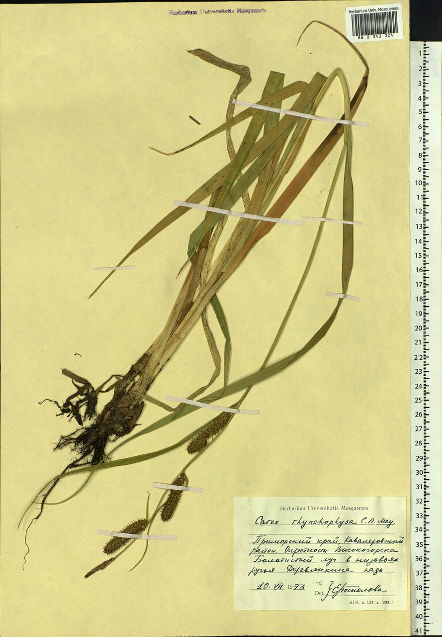 Carex utriculata Boott, Siberia, Russian Far East (S6) (Russia)