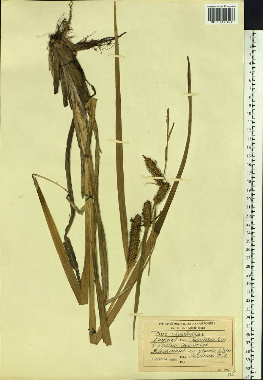 Carex utriculata Boott, Siberia, Russian Far East (S6) (Russia)