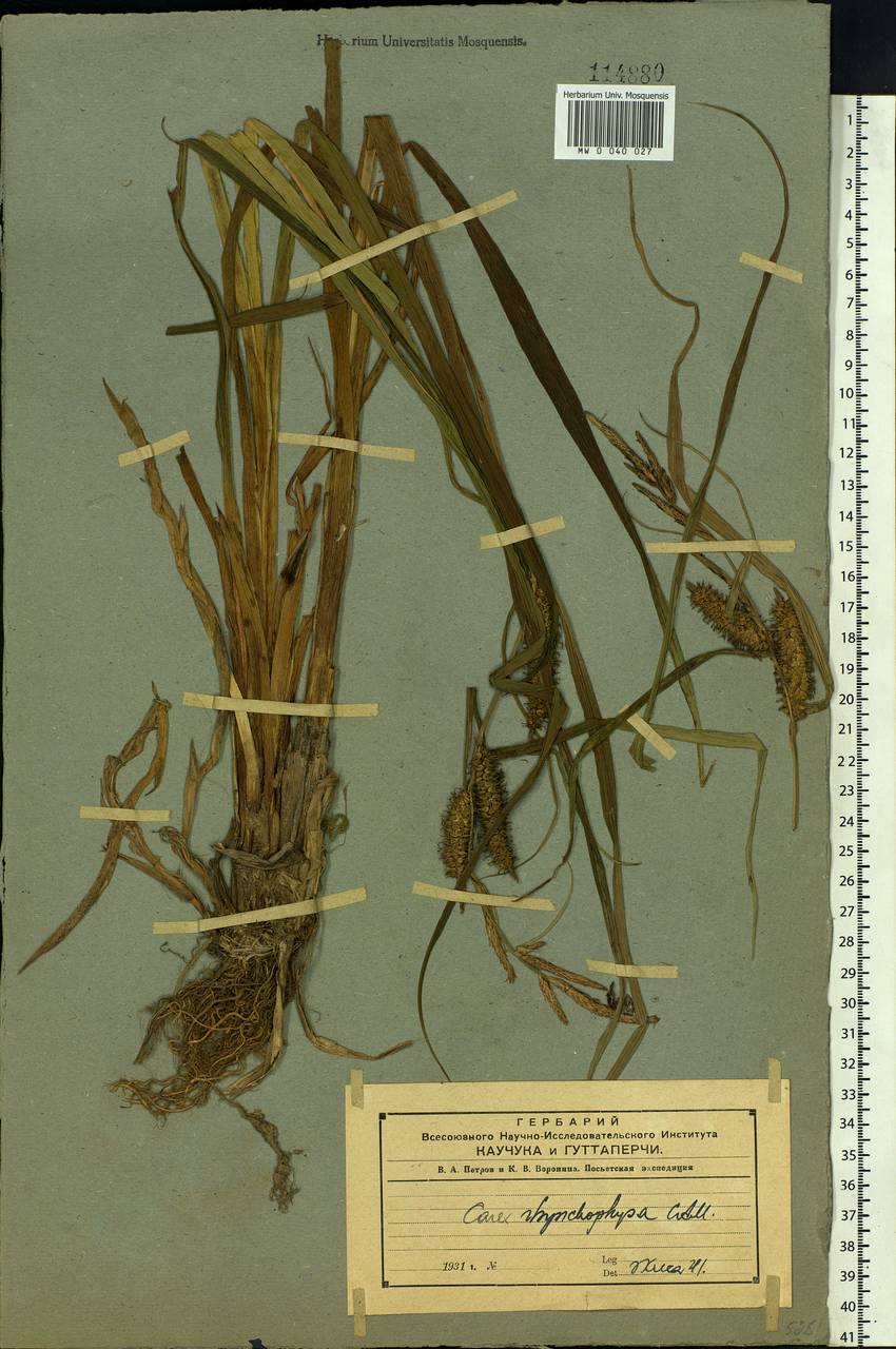 Carex utriculata Boott, Siberia, Russian Far East (S6) (Russia)