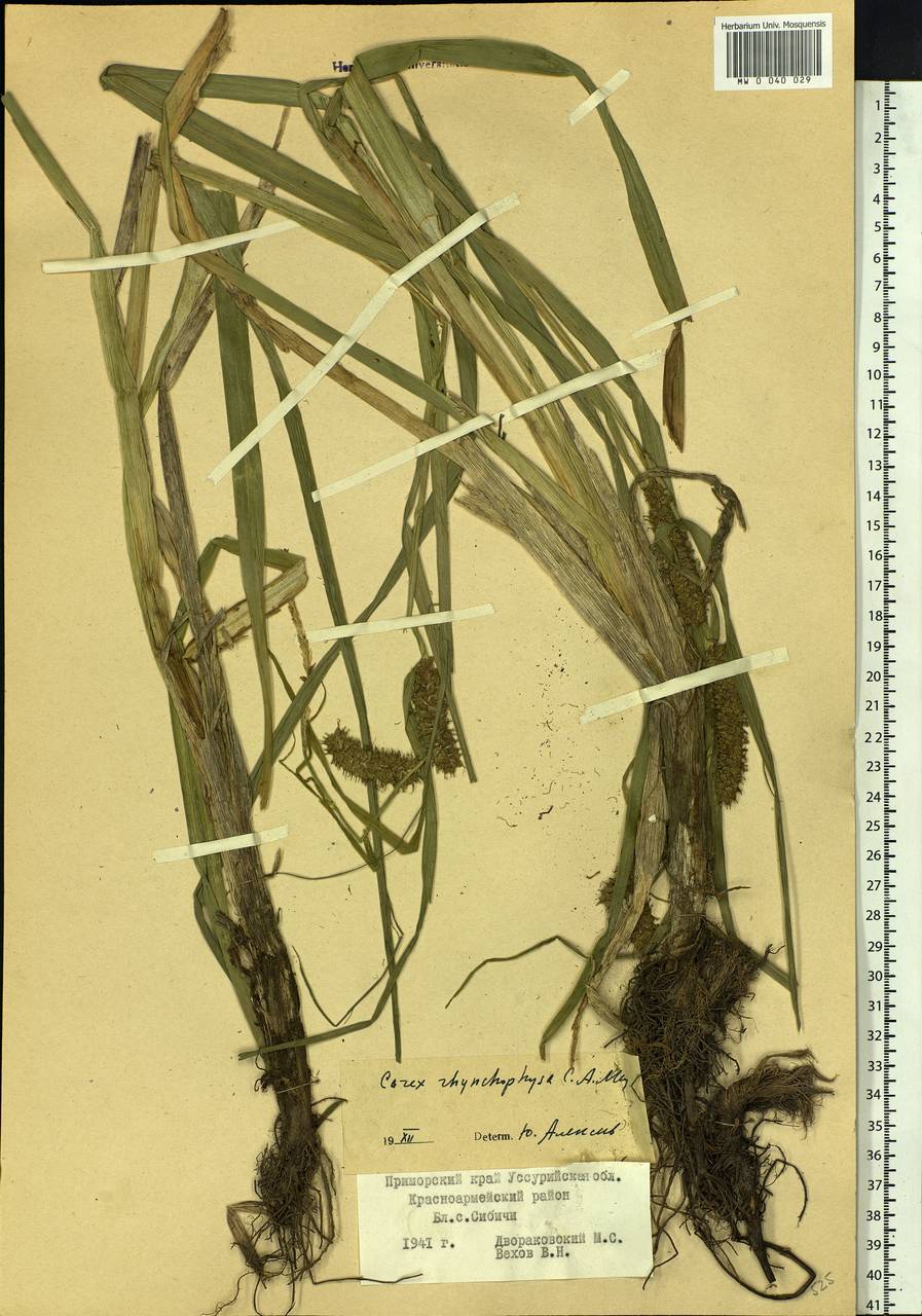 Carex utriculata Boott, Siberia, Russian Far East (S6) (Russia)